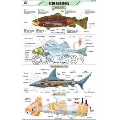 Fish Anatomy Chart, Zoology, School Education Fish Anatomy Chart, Zoology, School Education